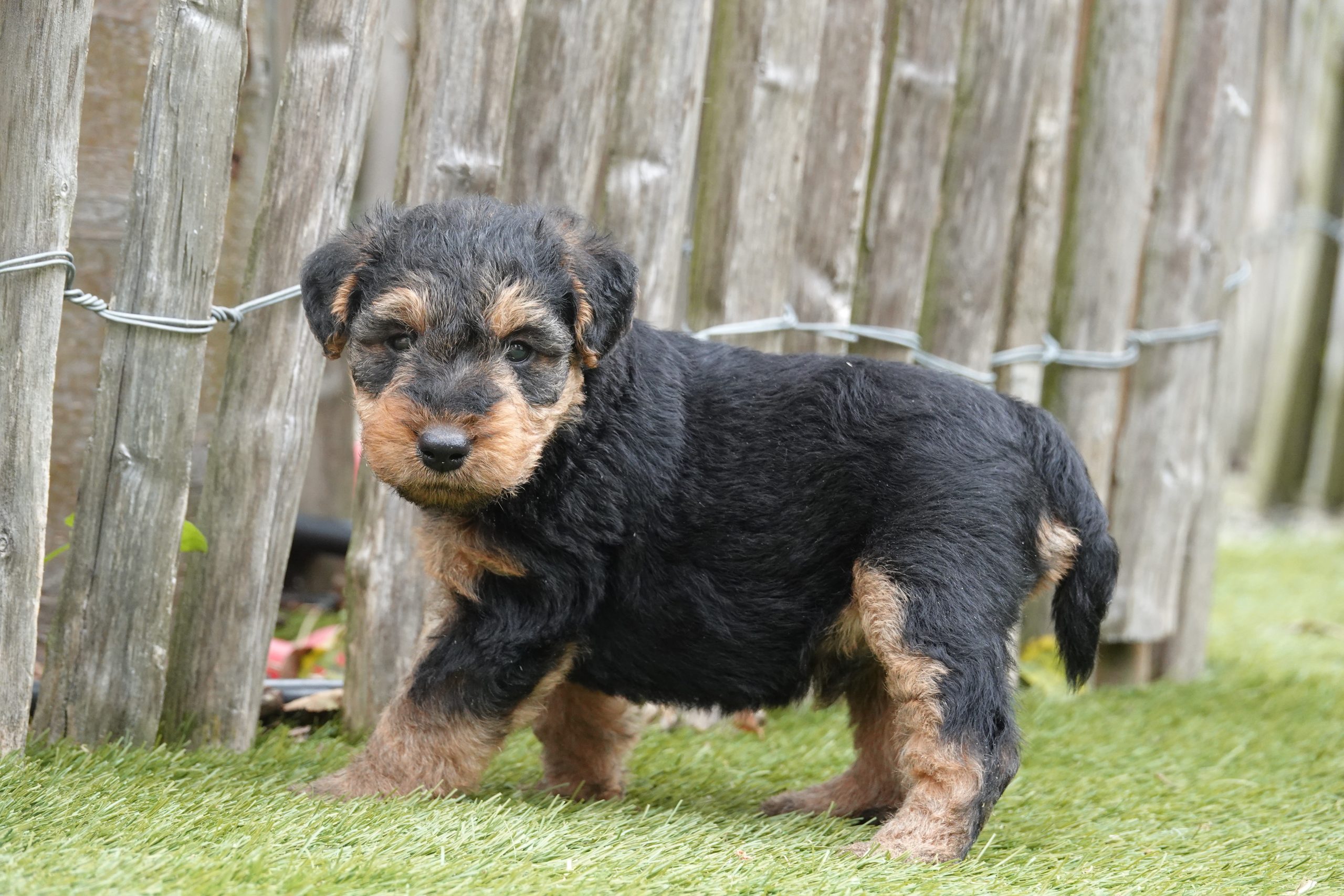 Welsh terriër