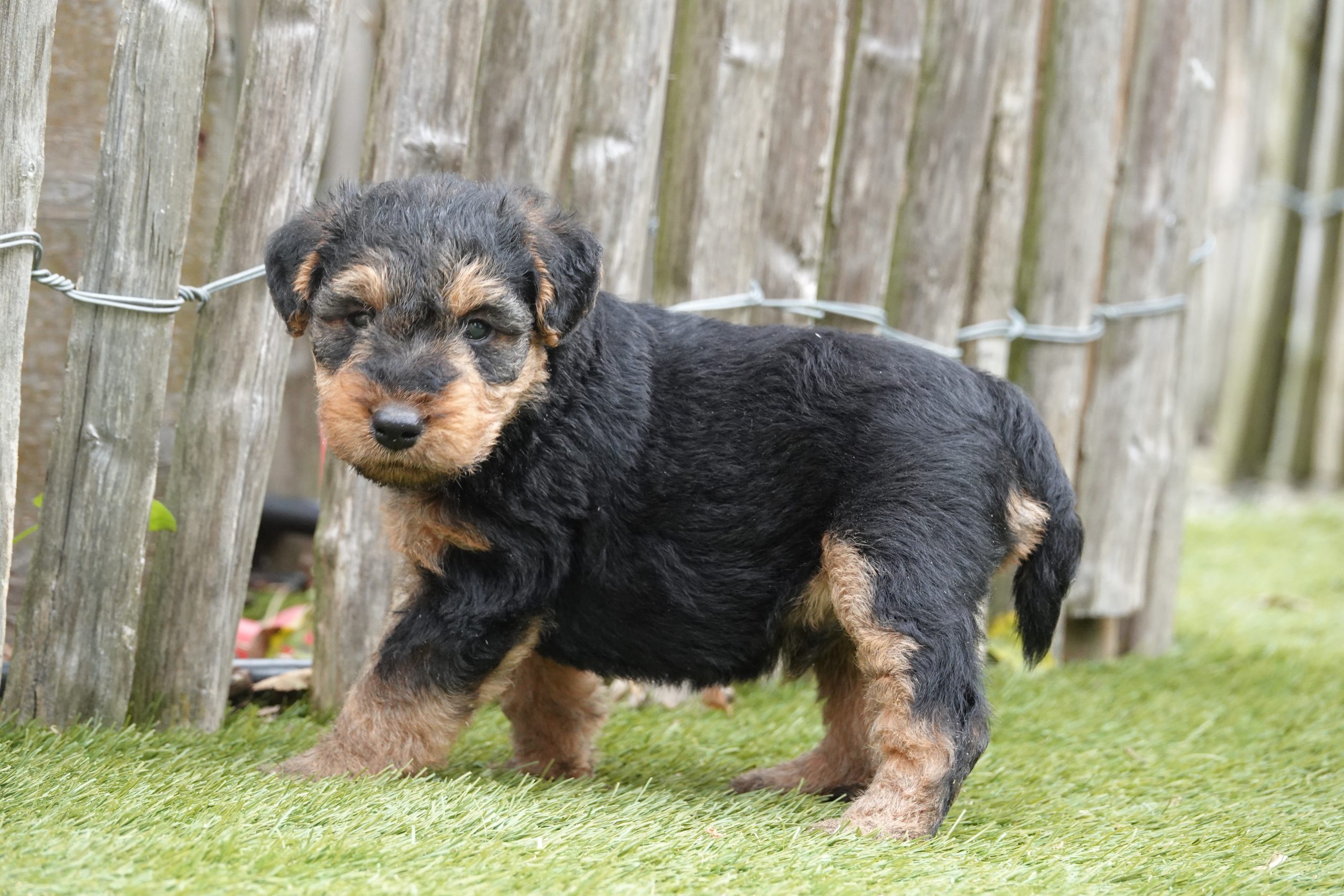 Welsh terriër