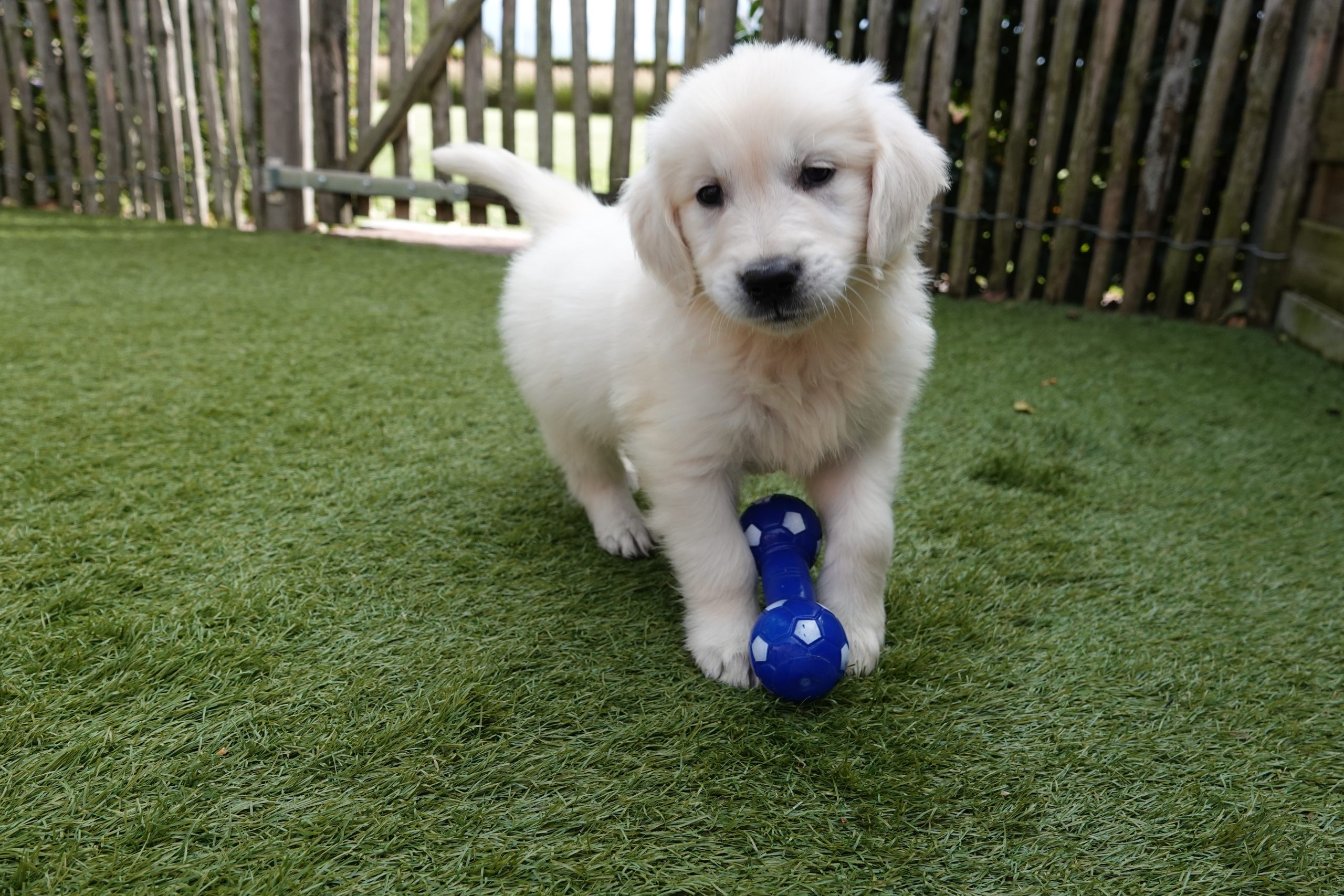 Golden retriever
