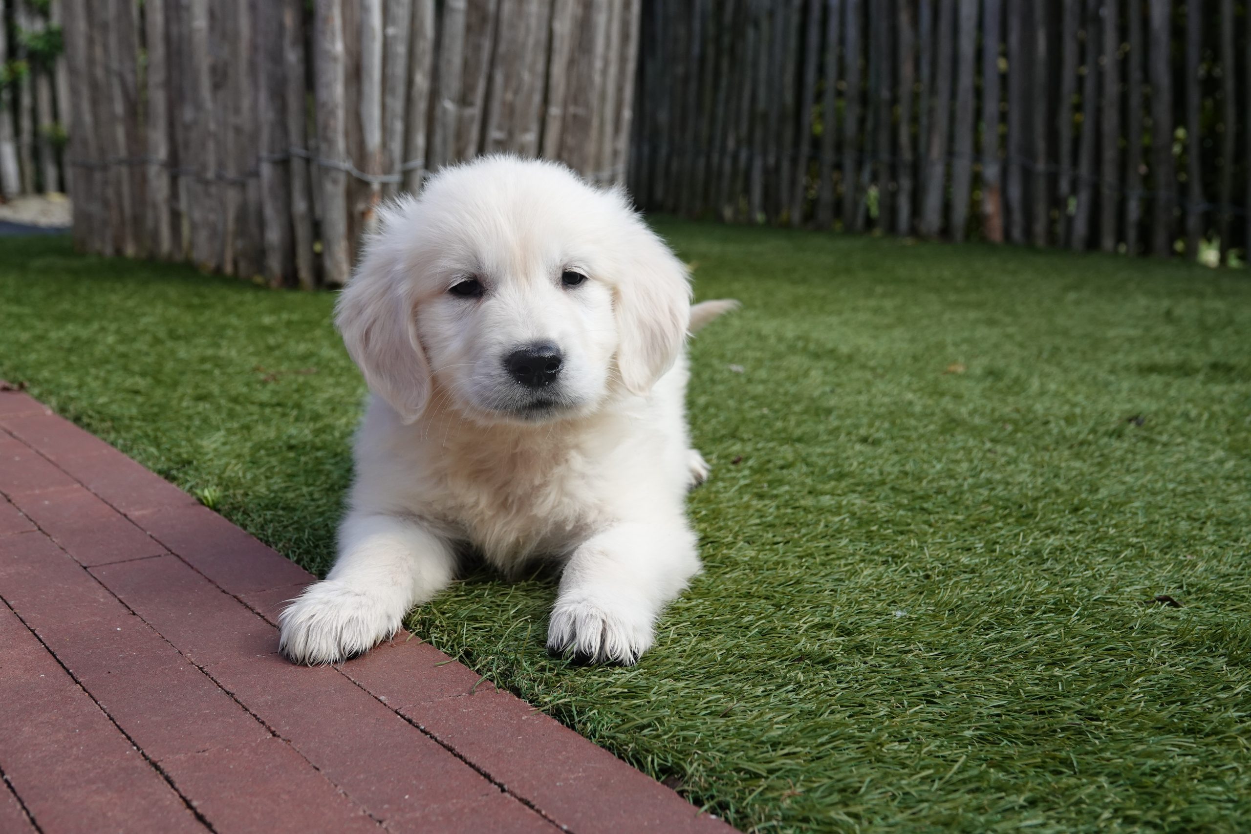 Golden retriever