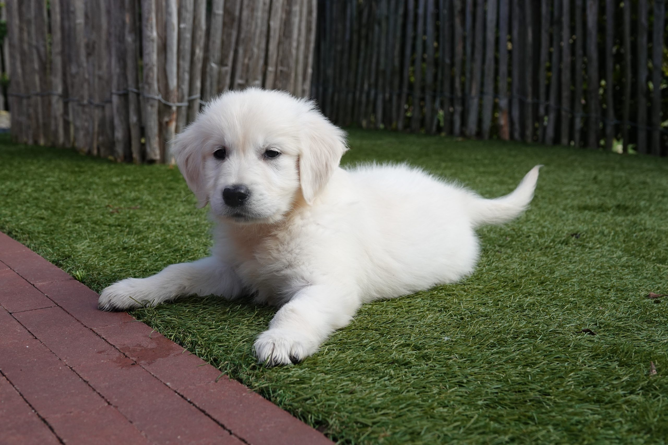 Golden retriever