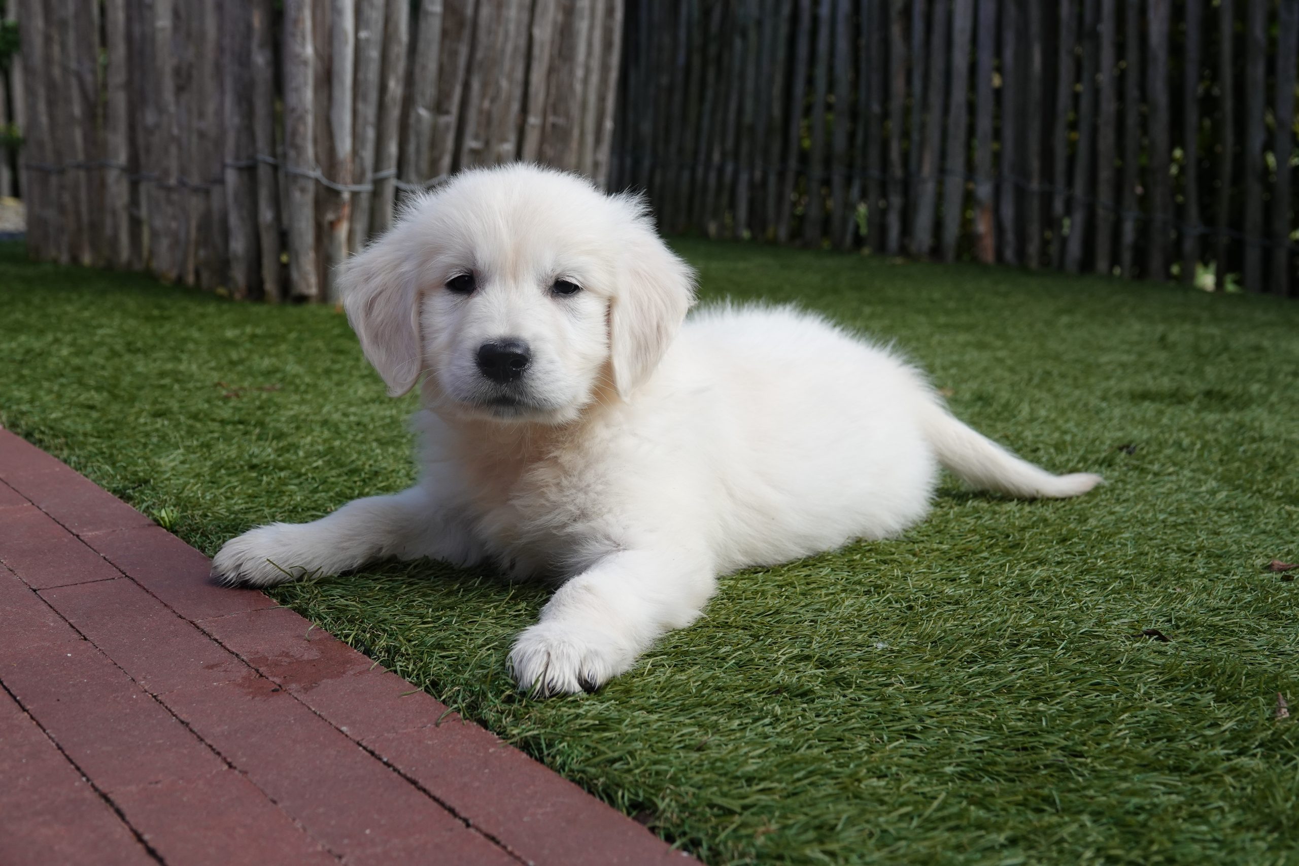 Golden retriever